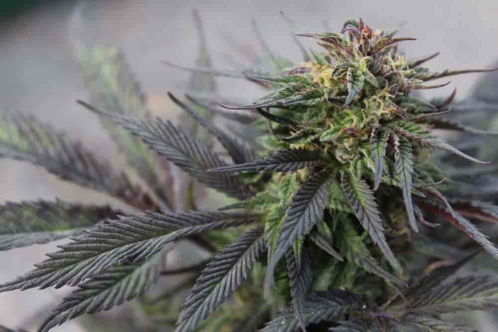 flowering cannabis plant