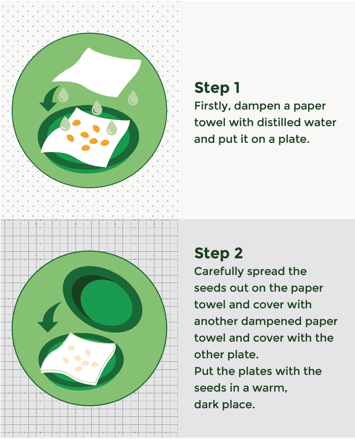 germination steps