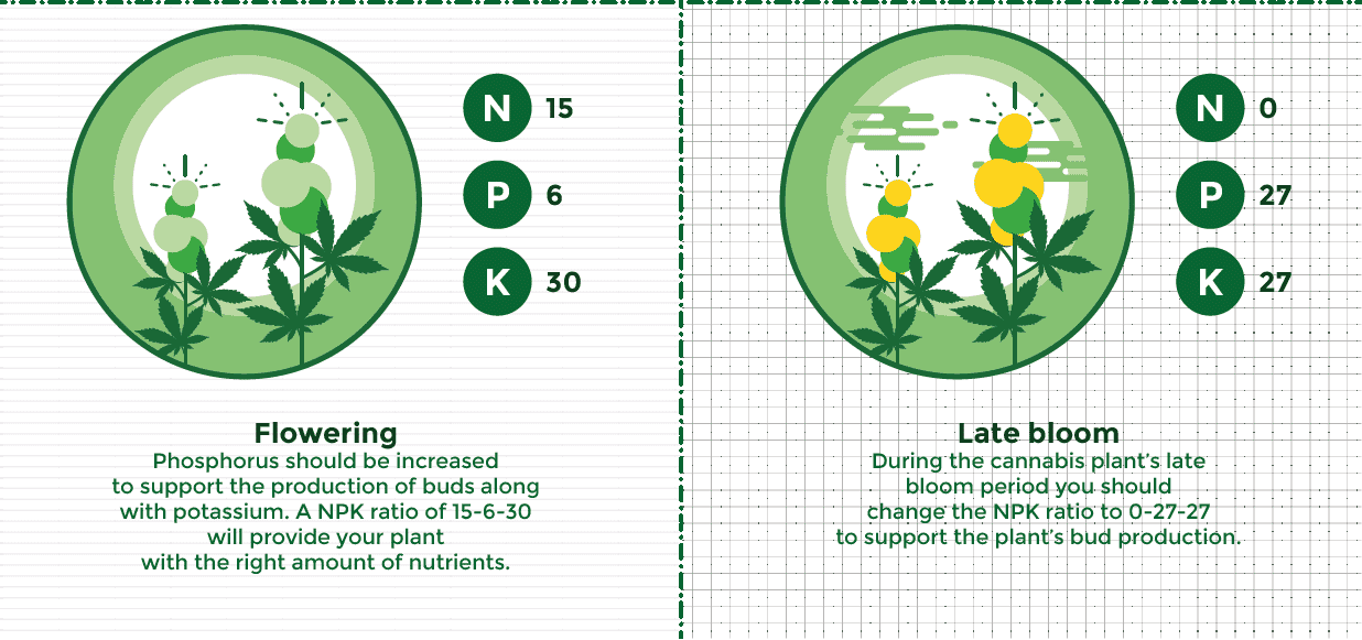 cannabis grow stages