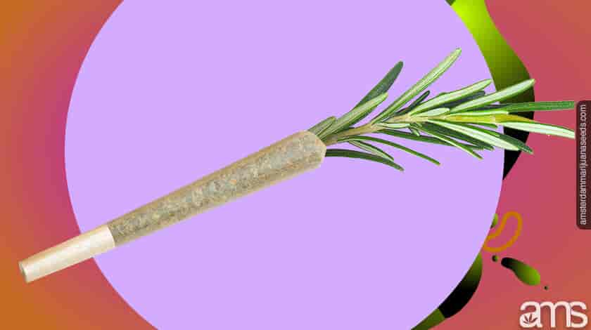 a joint with rosemary
