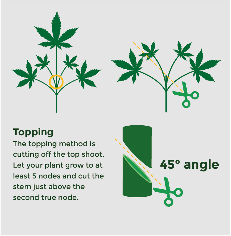 how to top cannabis plant