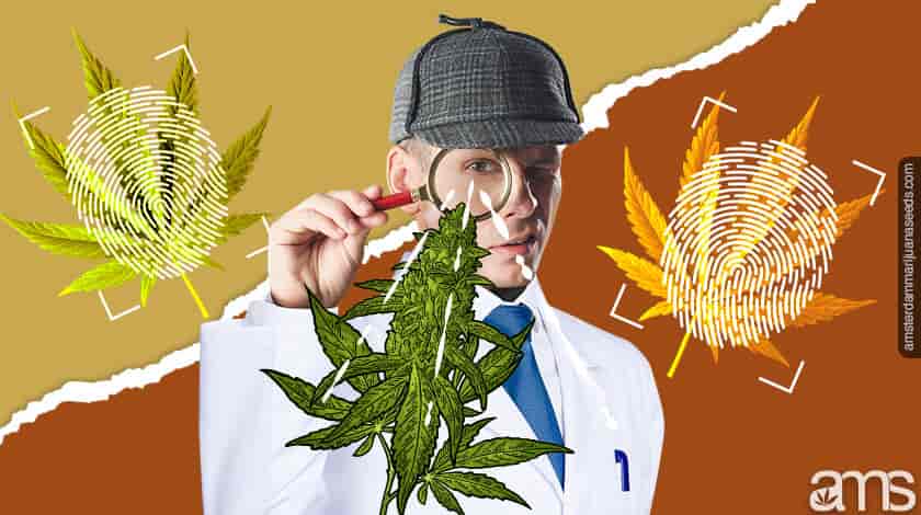 inspecting cannabis strain