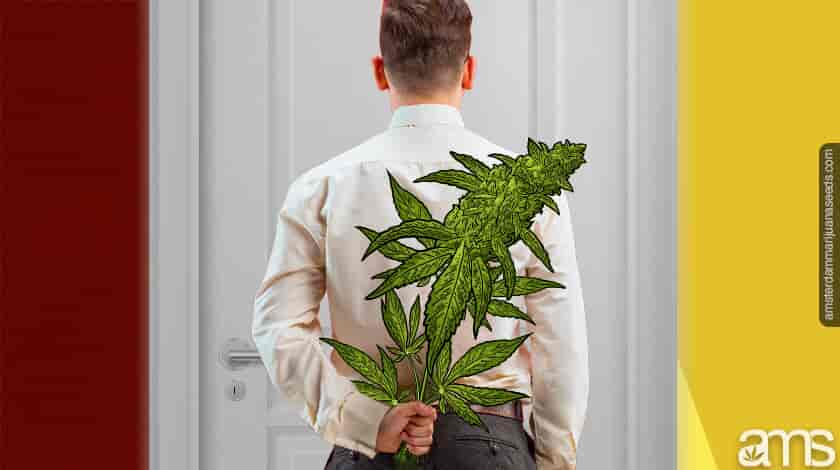 man holding cannabis plant as a present