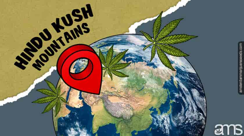 location of the origin of kush strain highlighted on map of the world