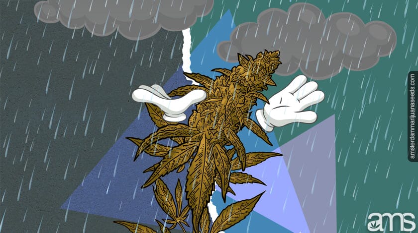 outdoor cannabis plant in the rain