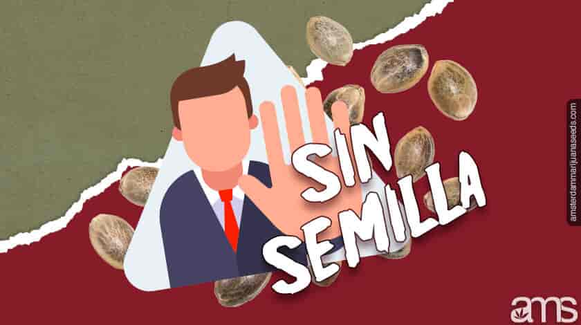 sin semilla