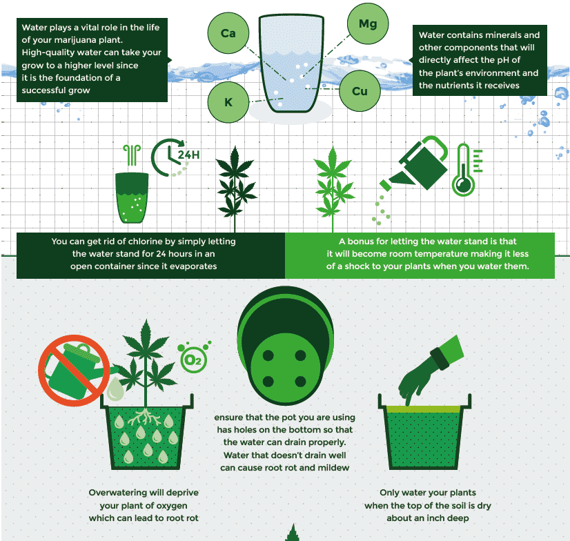 Marijuana Grow Guide - From Seed To Harvest