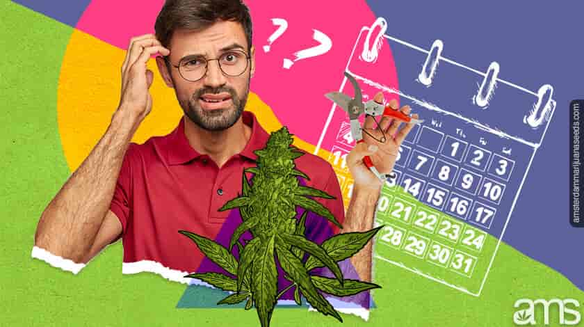 when to harvest cannabis