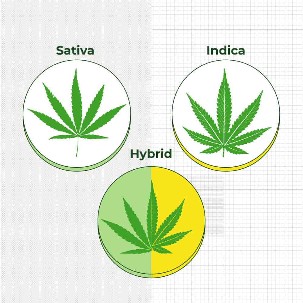 Indica Sativa Hybrid