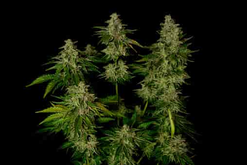Cannabis plant with four tops