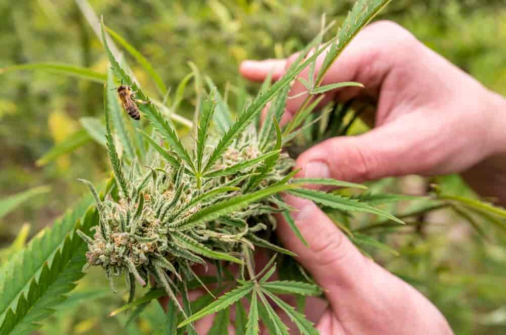 Person holding cannabis sativa plant
