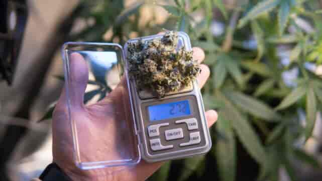 Heavy yield cannabis
