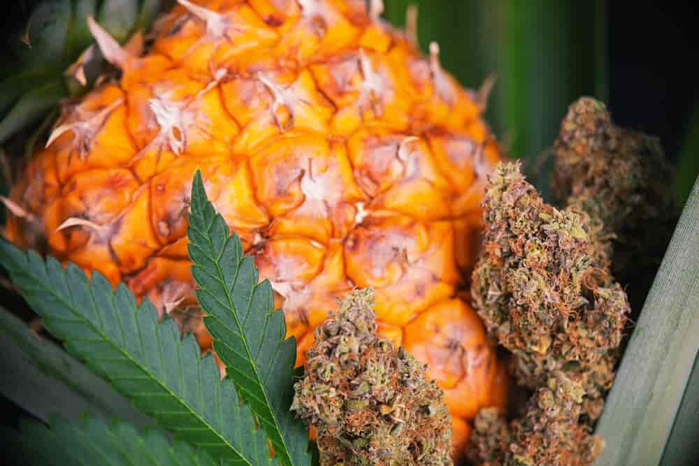 pineapple-kush-marijuana
