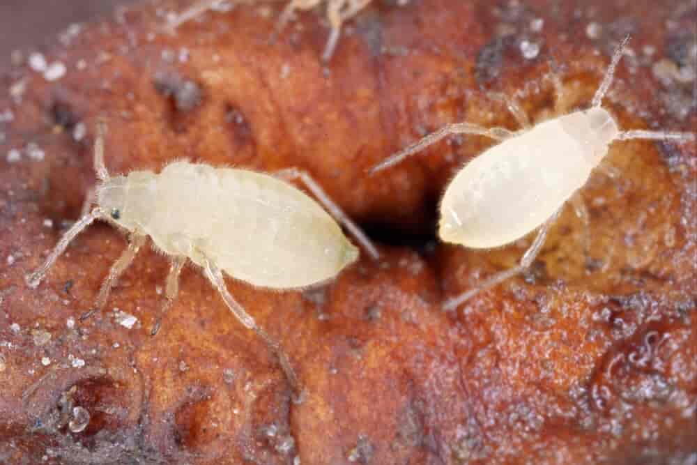 root aphids