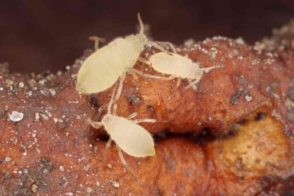 Root aphids
