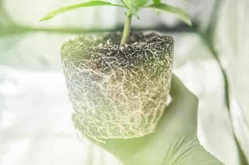 Transplant young cannabis plant with roots