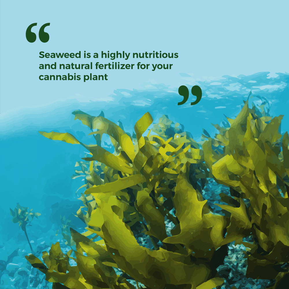 Seaweed highly nutritious