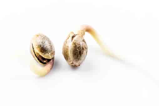 cannabis seeds