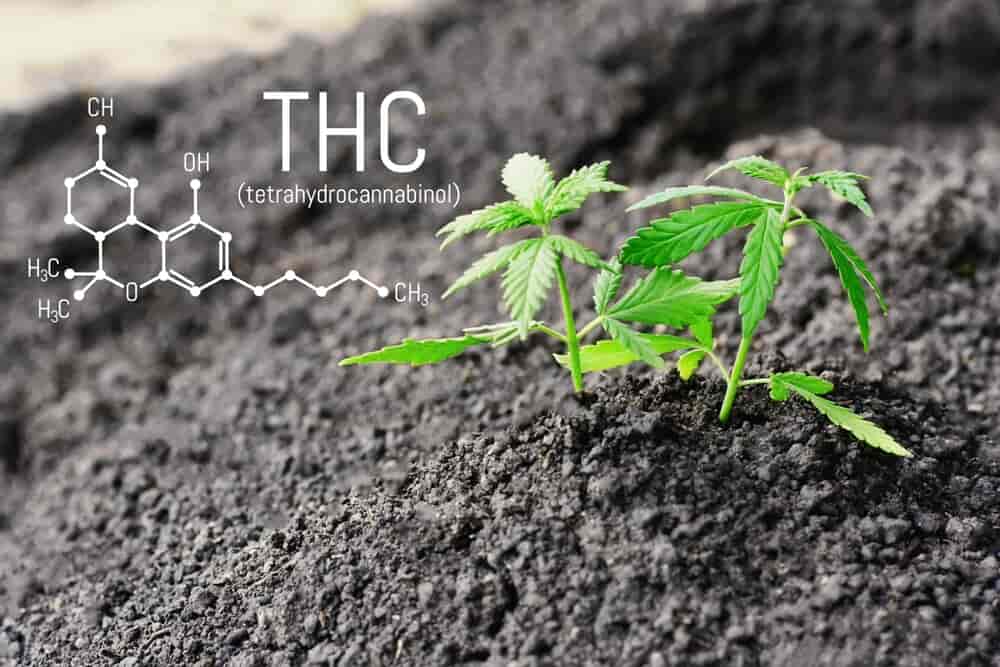 small plant with text: THC