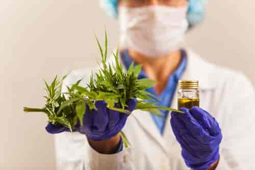 doctor holding medical marijuana