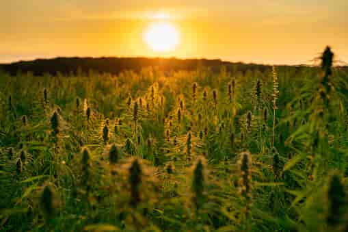 sun rising over field of cannabis flowering