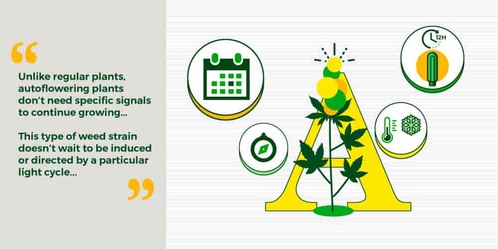 Differences in cannabis strains