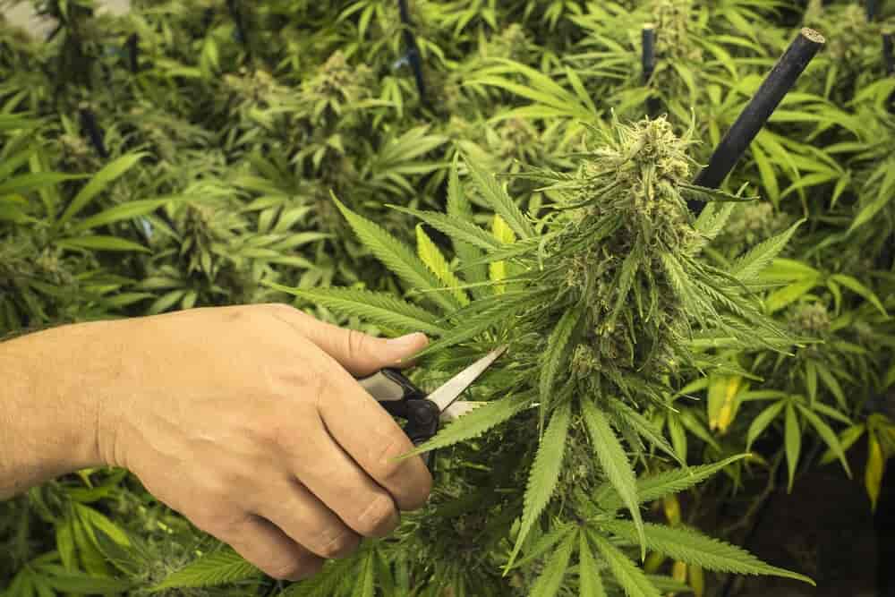 trimming_cannabis_plant