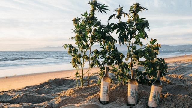 two bottles of cannabis beer on the beach