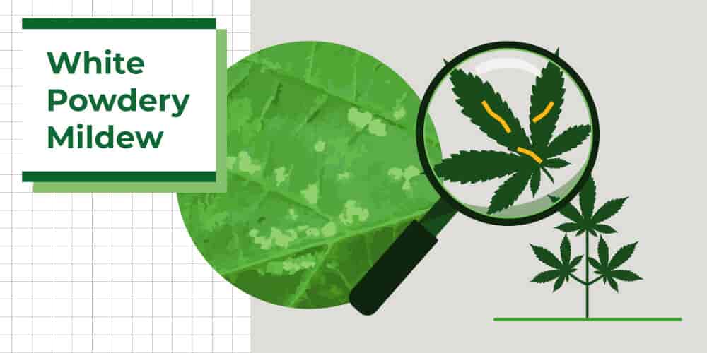 Powdery mildew on cannabis plants