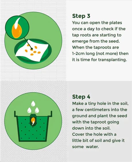 how to germinate