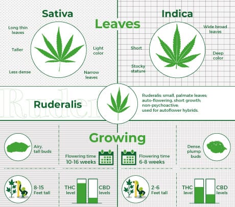 types of cannabis and effects