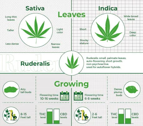effects cannabis