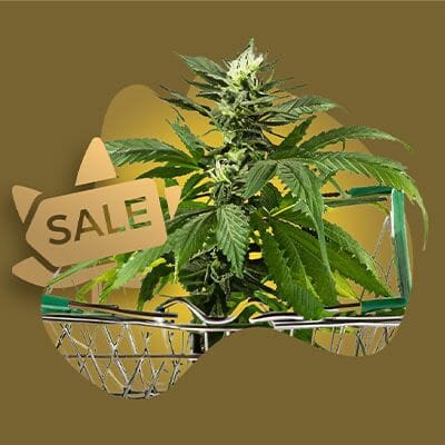 Marijuana Seeds for sale