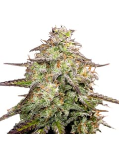 MOAB - Mother of All Buds ® Feminized Seeds