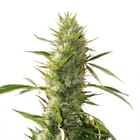 Girl Scout Cookies XTRM ® Feminized Seeds