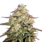 MOAB - Mother of All Buds ® Autoflower Seeds