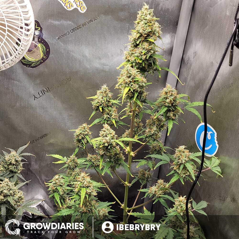 Pineapple Express Feminized Seeds - Unbeatable Genes | AMS