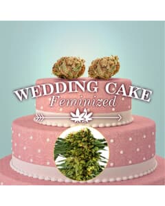 Wedding Cake Feminized Seeds