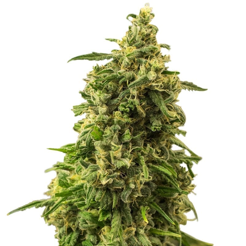 Buy White Widow Autoflower | Experience The Joy Of Growing