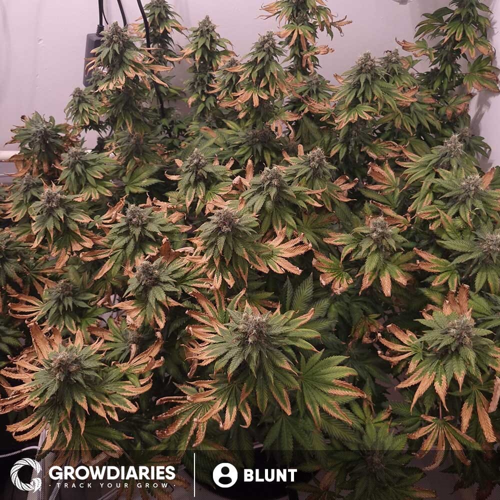 ✓AUTO BLUE DREAM (00 Seeds) Semilla Marihuana Feminizada Alto THC