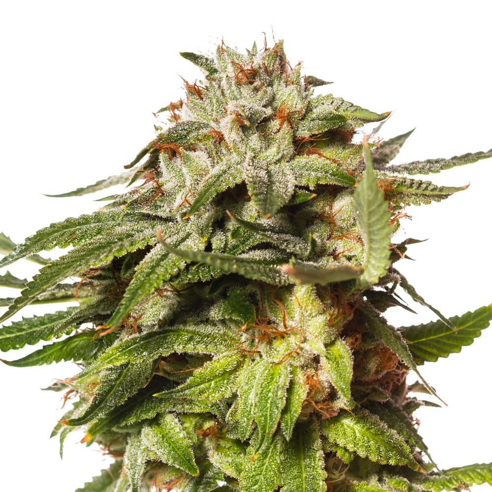 Blue Cookies Feminized Seeds A Delight to Grow AMS