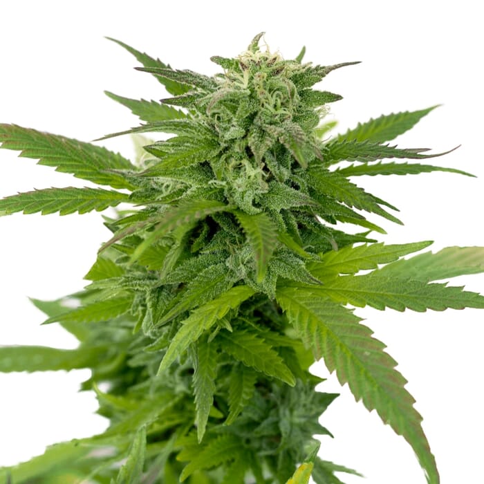 Sale of Auto-flowering cannabis seeds