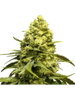 White Quinn CBD Feminized Marijuana Seeds