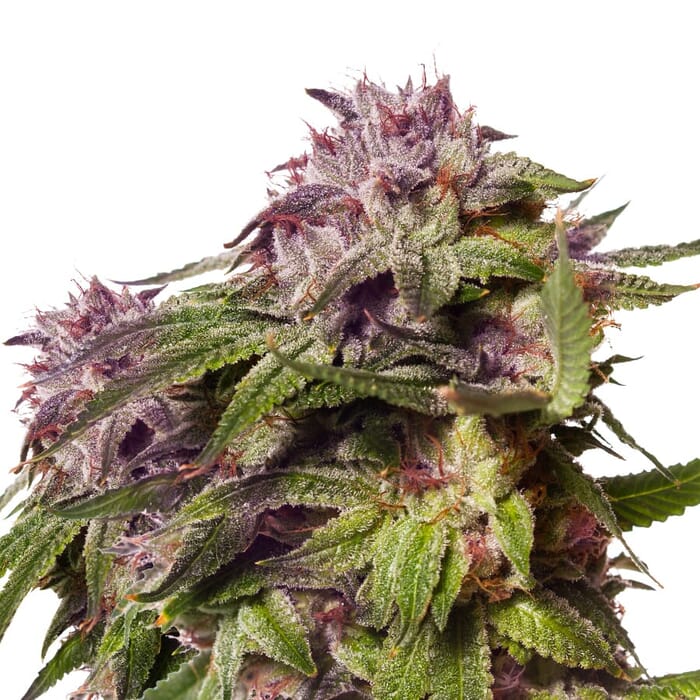 Blueberry Muffin Feminized Seeds