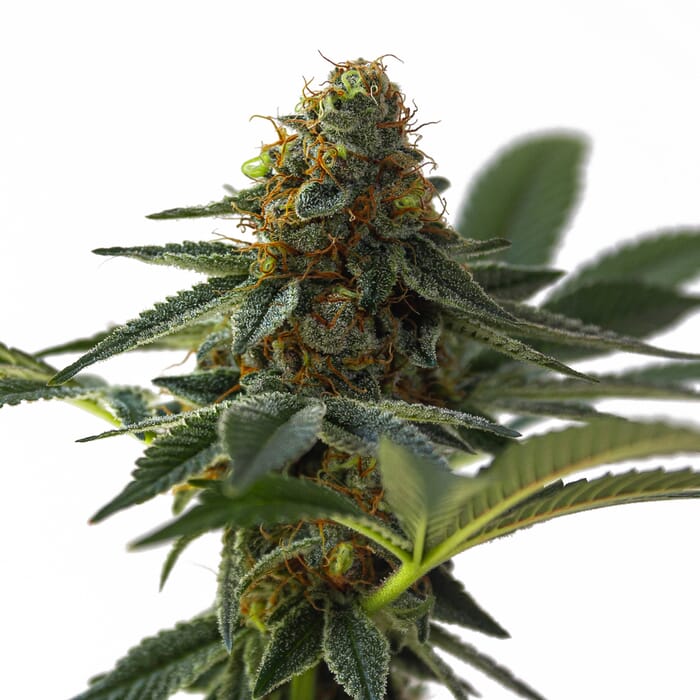 Absolute Cannabis Seeds - Absolute Cannabis Seeds