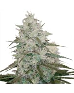 Your Royal Highness White Queen Feminized Seeds
