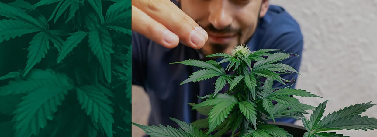 Premium Marijuana, Cannabis and Weed Seeds