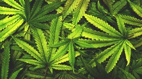 4 things you may not know about marijuana