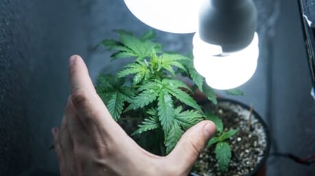 Marijuana plant and light bulb