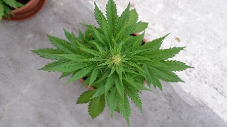 Autoflower Cannabis Strain